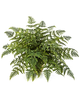 Athyrium Bush