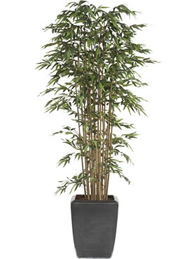 Bamboo Vertakt (1520 lvs.)