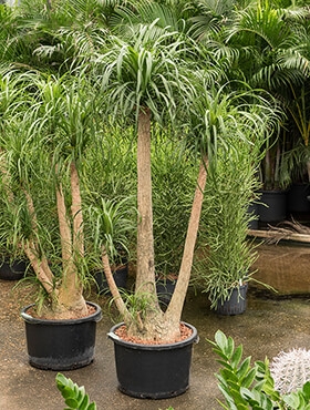 Beaucarnea recurvata Vertakt (100) 180 cm