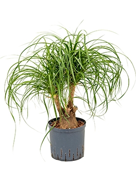 Beaucarnea recurvata Vertakt (30) 55 cm