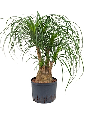 Beaucarnea recurvata Vertakt (45) 70 cm