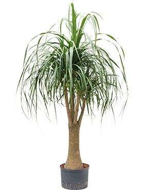 Beaucarnea recurvata Vertakt (80) 130 cm