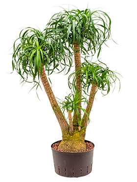 Beaucarnea recurvata Vertakt (80) 135 cm