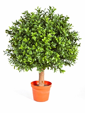 Boxwood Bol