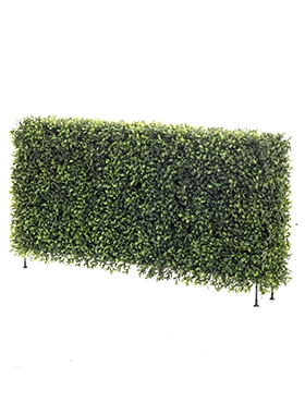 Boxwood Heg