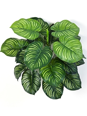 Calathea Bush (22 lvs.)