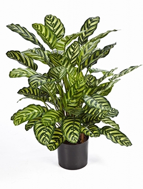 Calathea Bush (65 lvs.)