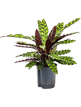 Calathea insignis lancifolia 55 cm