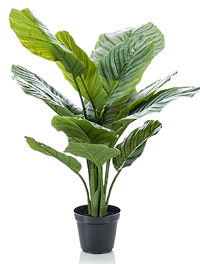 Calathea orbifolia Bush 16