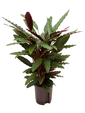 Calathea rufibarba wavestar Toef 90 cm