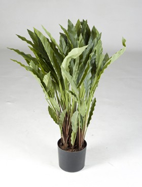 Calathea Toef