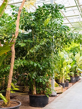 Caryota mitis Bush 525 cm