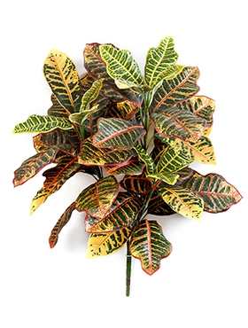 Croton Bush