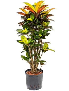 Croton (codiaeum) iceton Vertakt 110 cm