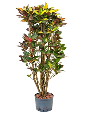 Croton (codiaeum) iceton Vertakt 160 cm