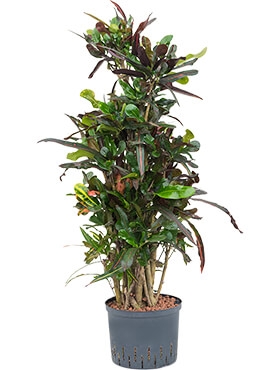 Croton (codiaeum) mamey Vertakt 120 cm