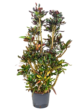 Croton (codiaeum) mamey Vertakt 150 cm