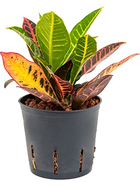 Croton (codiaeum) petra 2pp 25 cm