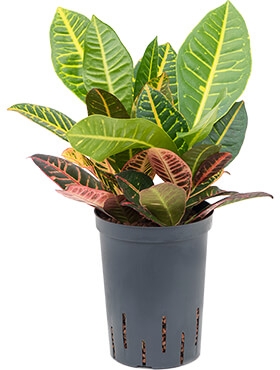 Croton (codiaeum) petra 2pp 35 cm