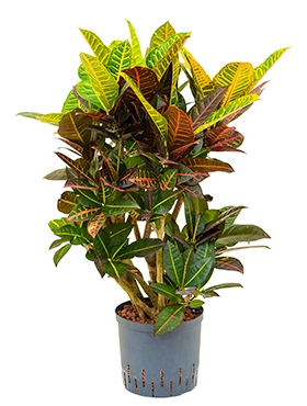 Croton (codiaeum) petra Vertakt 110 cm