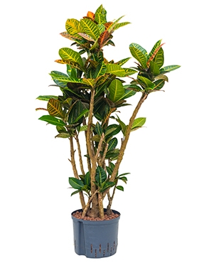 Croton (codiaeum) petra Vertakt 130 cm