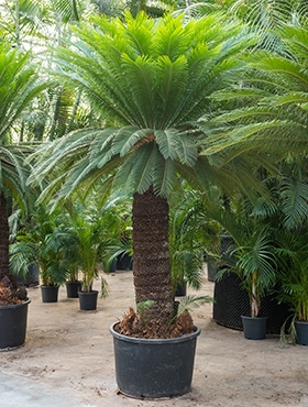 Cycas revoluta Stam (170-180) 325 cm