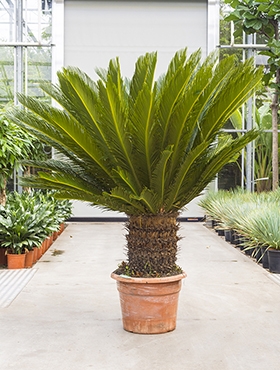 Cycas revoluta Stam (40) 140 cm