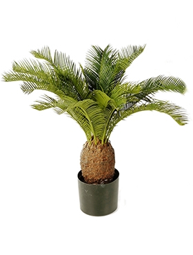 Cycas Toef