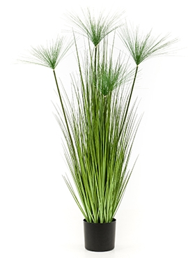 Cyperus haspan Bush