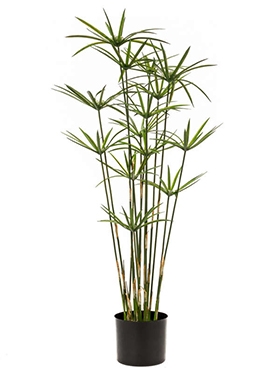 Cyperus Vertakt 15