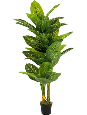 Dieffenbachia Toef