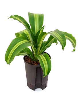 Dracaena burley Kop 50 cm