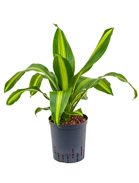 Dracaena burley Kop 60 cm