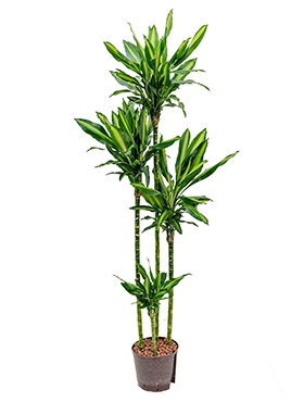 Dracaena cintho 120-90-60-30 200 cm