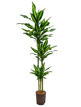 Dracaena cintho 90-60-30 140 cm