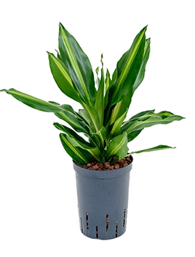 Dracaena cintho Kop 2pp 40 cm