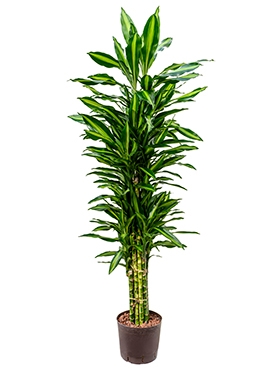 Dracaena cintho Vertakt-multi 170 cm