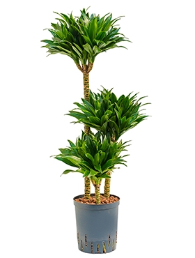 Dracaena compacta 60-30-15 100 cm