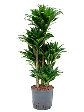 Dracaena compacta 60-Carrousel 100 cm