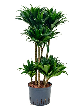 Dracaena compacta 60-Carrousel 100 cm