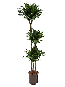 Dracaena compacta 90-60-30 135 cm