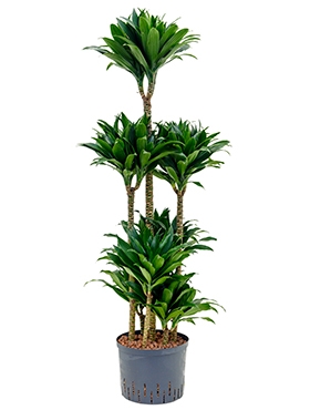 Dracaena compacta 90-Carrousel 130 cm