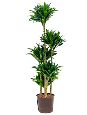 Dracaena compacta 90-Carrousel 135 cm