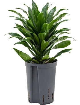 Dracaena compacta Kop 40 cm