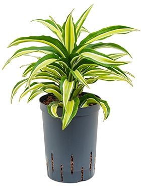 Dracaena compacta malaika Kop 35 cm