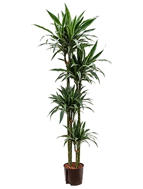 Dracaena deremensis 120-90-60-30 180 cm