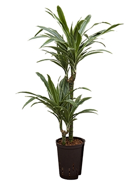 Dracaena deremensis 45-15 80 cm