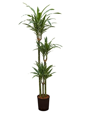 Dracaena deremensis 90-60-30 150 cm