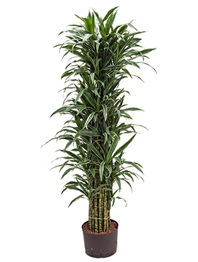 Dracaena deremensis Vertakt-multi 170 cm