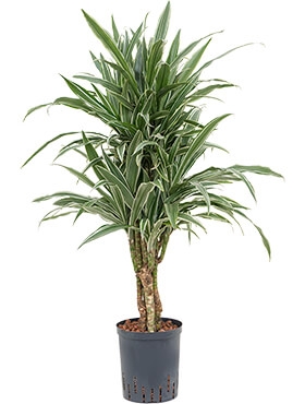 Dracaena deremensis Vertakt-multi 80 cm